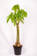 Giant Pachira Money Tree with full canopy of leaves