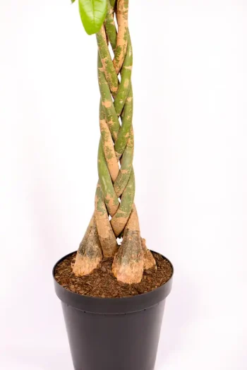 Giant Pachira Money Tree with thick braided trunk