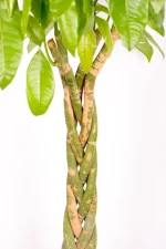 Top of trunk of braided Giant Pachira Money Tree