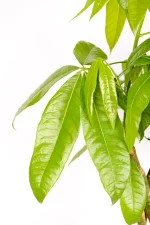 Close up of leaves of a Giant Pachira Money Tree