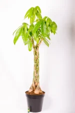 Giant Pachira Money Tree with light on floor indicating height