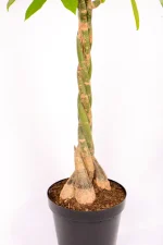 Side view of a Giant Pachira Money Tree