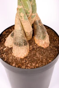 Close up of think trunk of a Giant Pachira Money Tree
