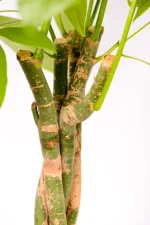 New growth of a Giant Pachira Money Tree