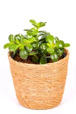 Mini Jade Money Plant in seagrass basket