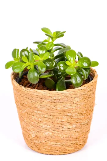 Mini Jade Money Plant in seagrass basket