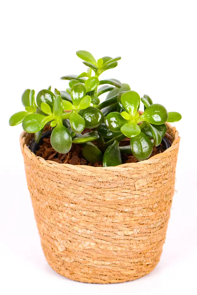 Jade Money PLant Minor-1 Mini Jade Money Plant in seagrass basket