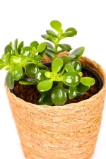 CLose up of a Mini Jade Money Plant