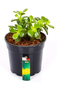 Mini Jade Money Plant with lighter as size reference