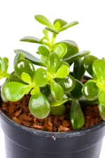 Close up of a Mini Jade Money Plant with mose oval leaves