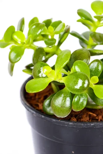 Side view of a Mini Jade Money Plant
