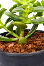 Close up of a thick woody stem of a Mini Jade Money Plant