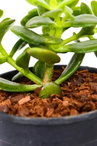 Close up of a thick woody stem of a Mini Jade Money Plant