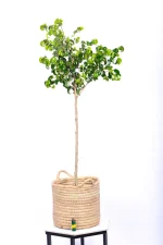 Large Ficus Barok in a handwoven basket