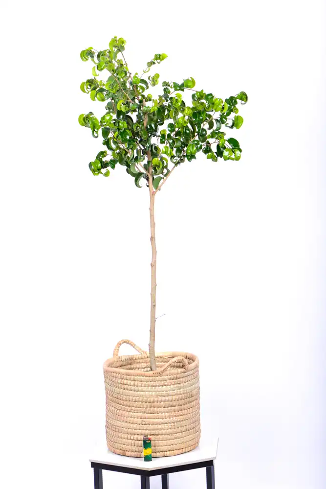 Large Ficus Barok-1 Large Ficus Barok in a handwoven basket