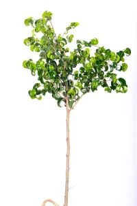 Tall Large Ficus Barok