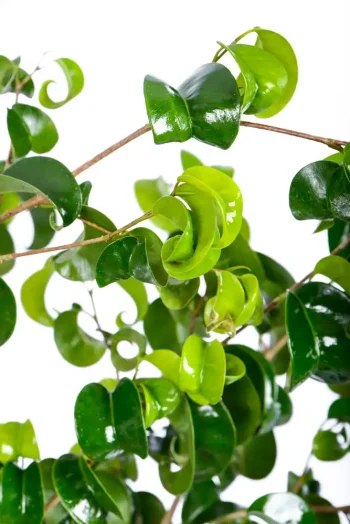Curling leaves of a Large Ficus Barok