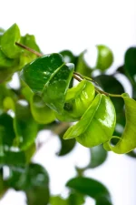 Macro shot of a Large Ficus Barok