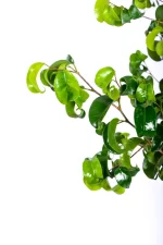 Side view of a Large Ficus Barok