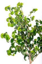 Multiple new growth out of a the Large Ficus Barok