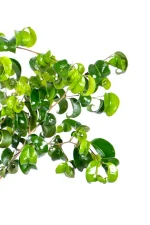 Bushy top of a Large Ficus Barok