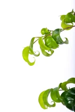 Large Ficus Barok with curly leaves