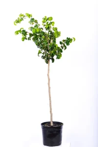 Large Ficus Barok with compact head