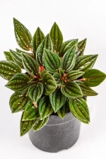 Peperomia Zorro with deep veined leaves