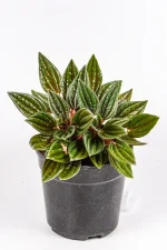 Front view of a Peperomia Zorro