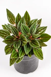 Peperomia Zorro with deep veined leaves