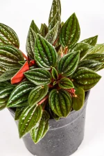 Top view of multiple leave of a Peperomia Zorro