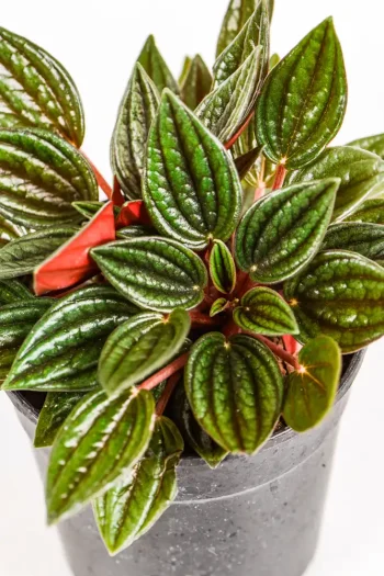 Peperomia Zorro with dark green leaves and bright red undersides