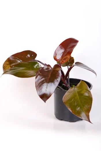 Front view of a Philodendron Royal Queen