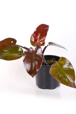 Frowing Philodendron Royal Queen