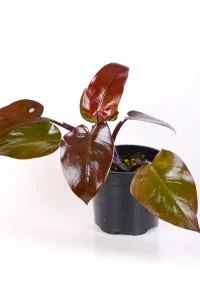 Frowing Philodendron Royal Queen