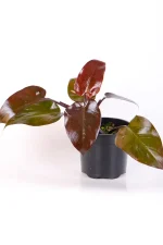 Full shot of a Philodendron Royal Queen with multiple dark foliage