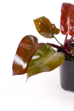 Maturing leaves of a Philodendron Royal Queen