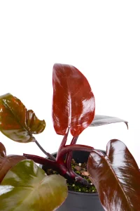 Top dark maroon leaves of a Philodendron Royal Queen