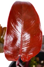 New leaf unfurling of a Philodendron Royal Queen