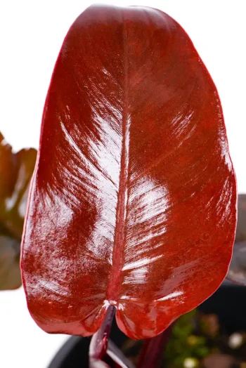 New leaf unfurling of a Philodendron Royal Queen