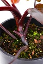 Deep maroon stem of a Philodendron Royal Queen