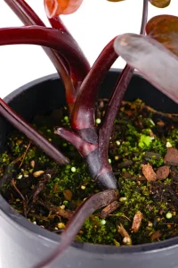 Deep maroon stem of a Philodendron Royal Queen