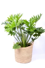 Philodendron Shangri La in handwoven basket