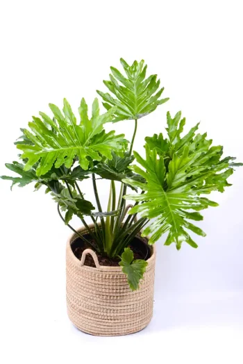Tall, bush and compact Philodendron Shangri La