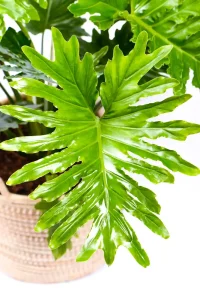 Bright new green leaf of a Philodendron Shangri La