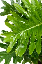 Close up of a deep green leaf of a Philodendron Shangri La