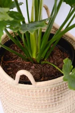 Thick grown at the base of a Philodendron Shangri La