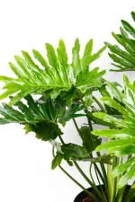 Multiple bushy leaves of a Philodendron Shangri La
