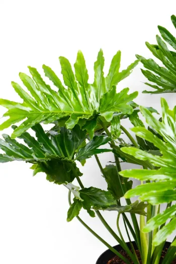 Multiple bushy leaves of a Philodendron Shangri La