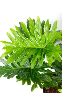 Close up on a Philodendron Shangri La